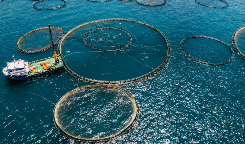 Aquaculture feed MartinBauer animal nutrition