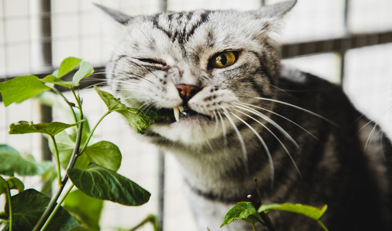 Cat eating plant MartinBauer pet food